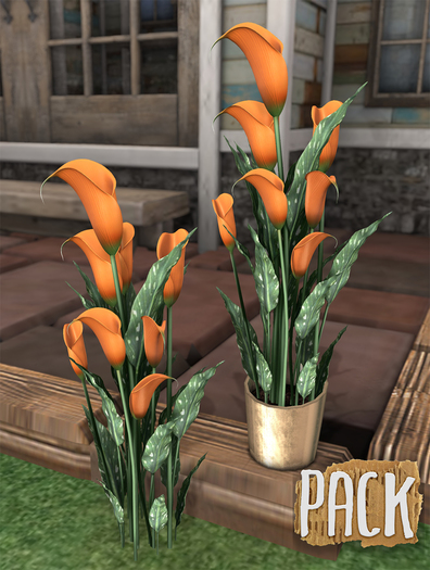 PACK / Calla Lilies - Orange