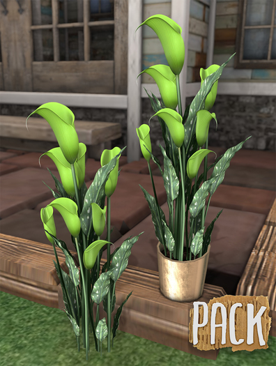 PACK / Calla Lilies - Lime