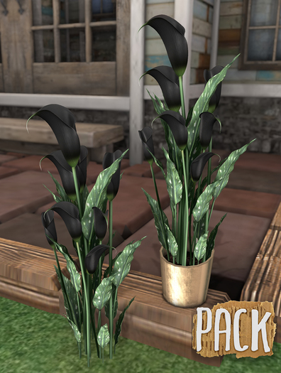 PACK / Calla Lilies - Black