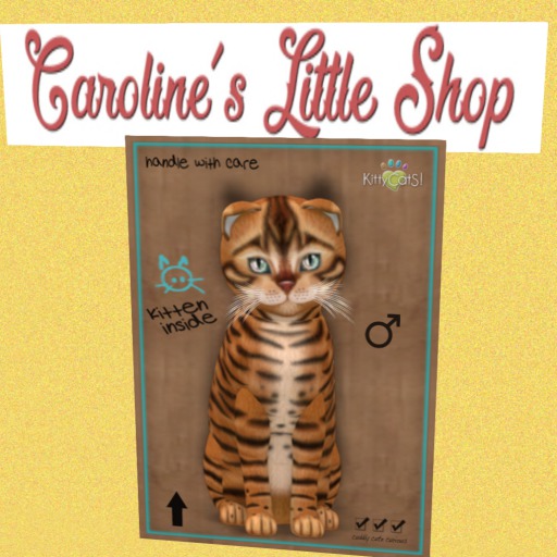 KittyCatS Box - M - 9T - Toyger Caramel