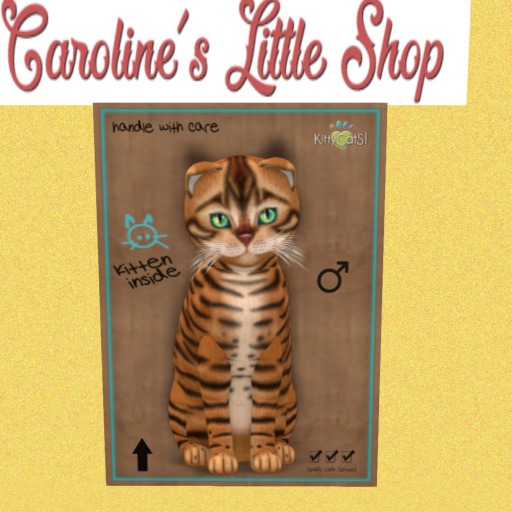 KittyCatS Box - M - 9T - Toyger Caramel 4