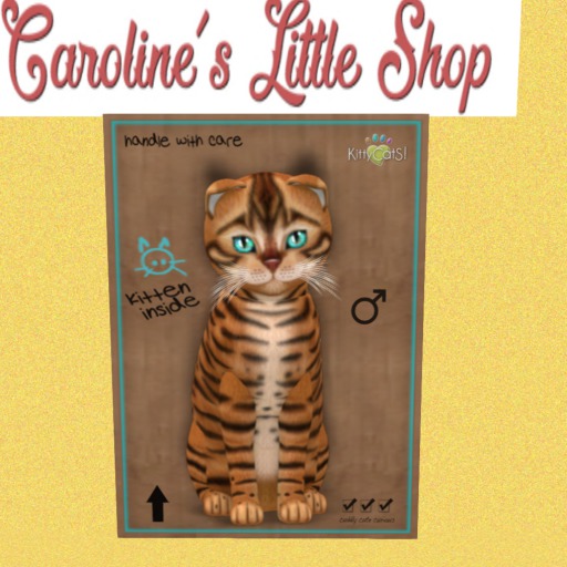 KittyCatS Box - M - 9T - Toyger Caramel 1