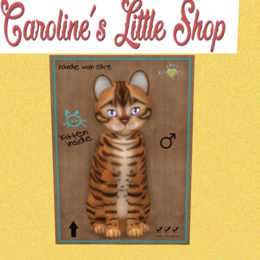 KittyCatS Box - M - 8T - Toyger Caramel