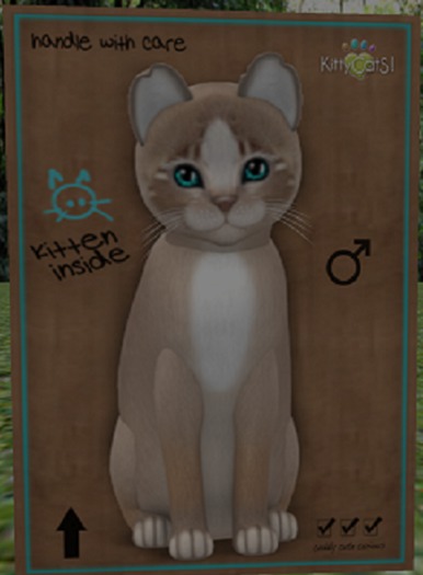 KittyCatS Box - New Born Kitten