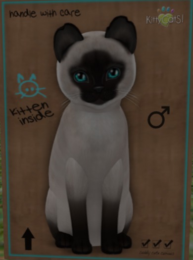 KittyCatS Box - New Born Kitten