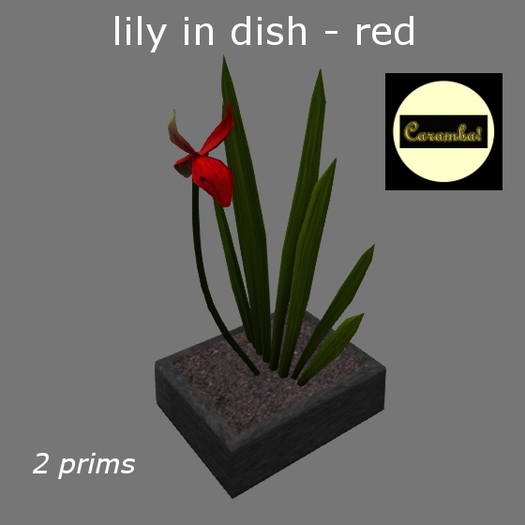 GP - red lily in dish 
