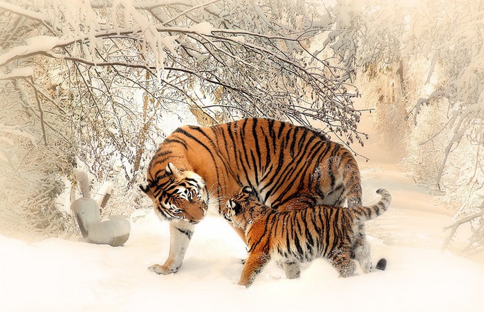 Tiger & Cub