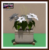 Christmas - Indian Vase with White Poinsettia 2