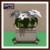 Christmas - Indian Vase with White Poinsettia 1