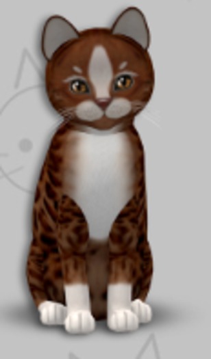 KittyCatS Box - Genesis Ginger II/1T/Male