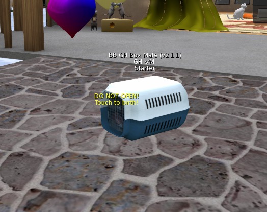 BB GH Box Male