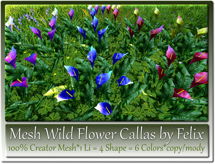 Wild Flower Callas by Felix 1 Li=4 Shape=6 Colors copy-mody