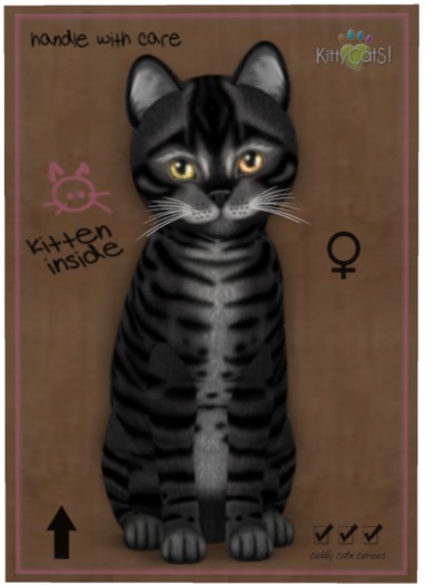 KittyCatS Box - Toyger - Coal