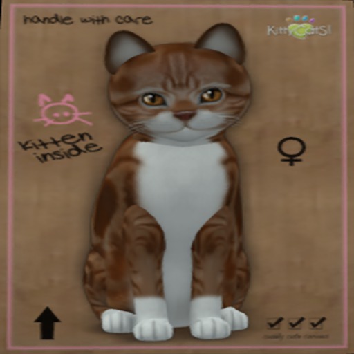 KittyCatS Box - New Born Kitten