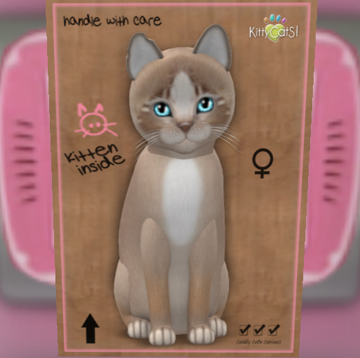 KittyCatS Box - New Born Kitten
