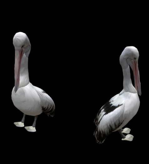 Pelican
