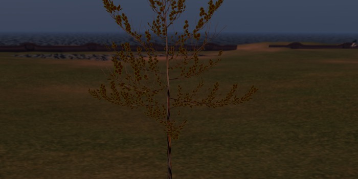 nouveau arbre1.2