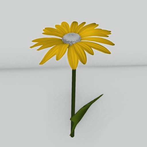 {Papillon} A pretty daisy!