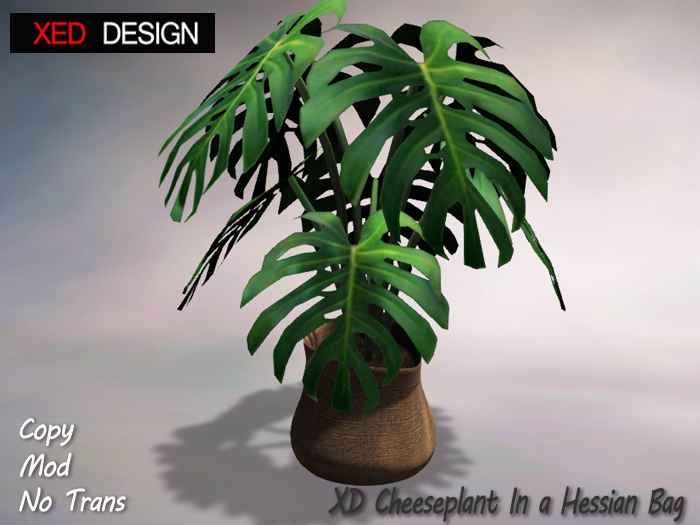 XD Cheeseplant In a Hessian Bag