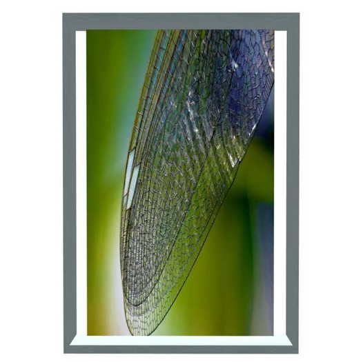 Filigree Dragonfly Wings