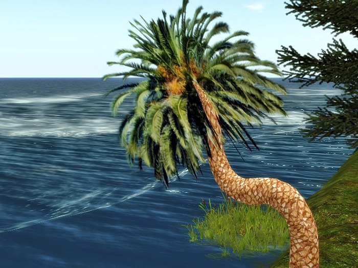 "Coconut Tree"