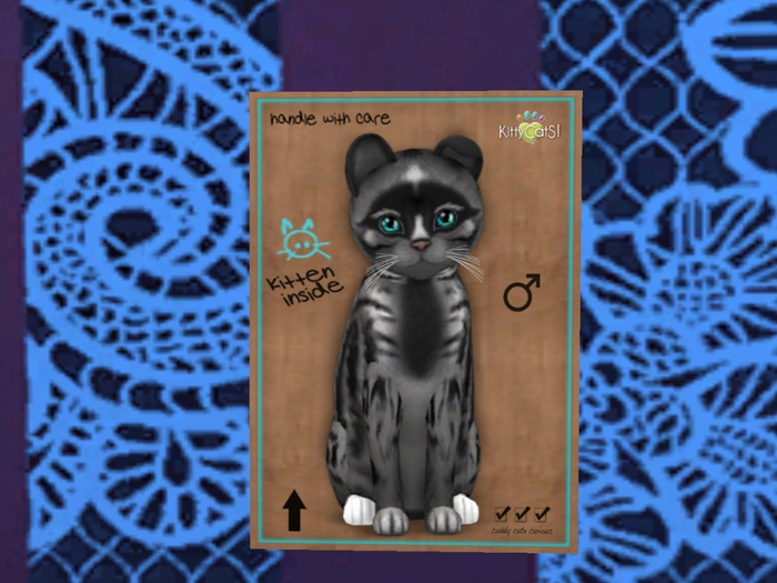 KittyCatS Box - New Born Kitten