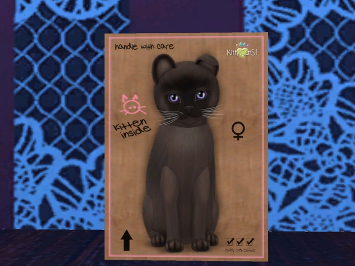 KittyCatS Box - New Born Kitten