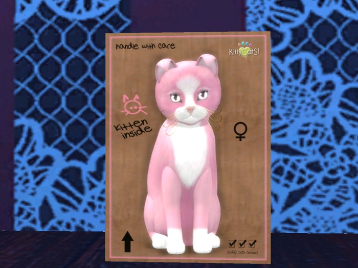 KittyCatS Box - New Born Kitten