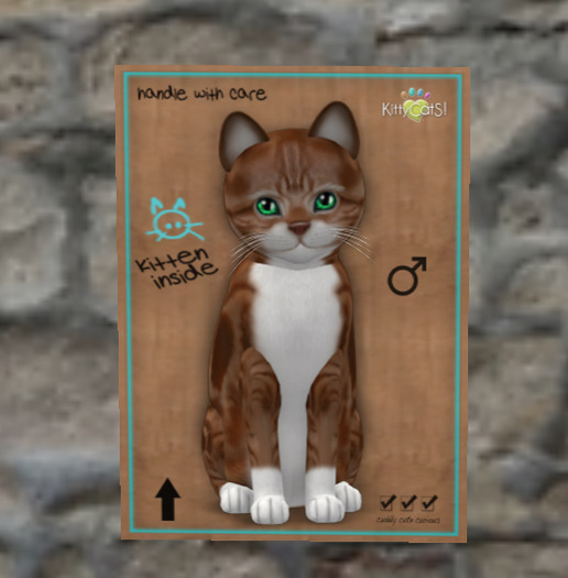 KittyCatS Box - New Born Kitten