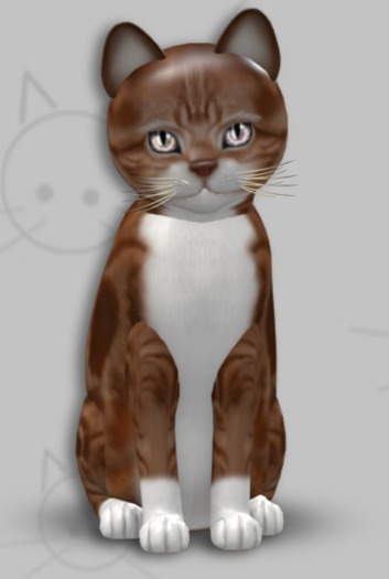 KittyCatS Box - American Shorthair - Red & White Tabby