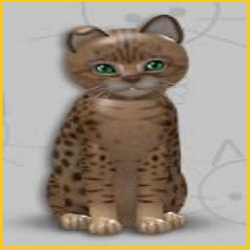 KittyCatS Box - New Born Kitten