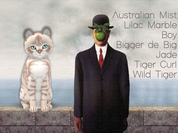 KittyCatS Box - Australian Mist - Lilac Marble Boy - Bigger de