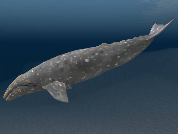 Gray Whale WANDERER 