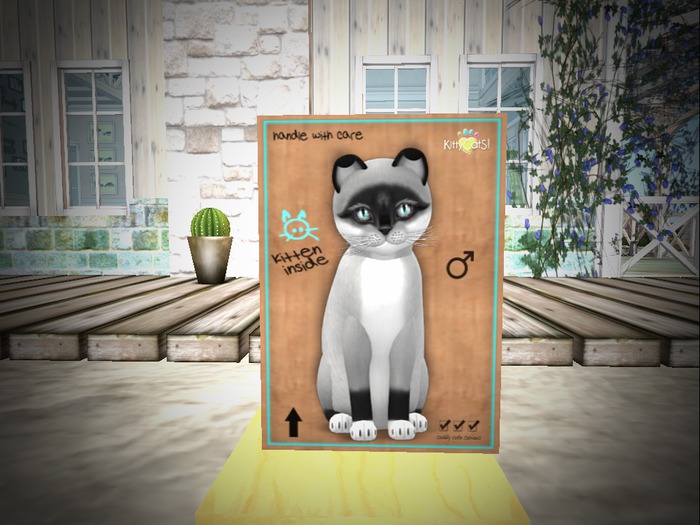 rare ♂ New Born Kitten