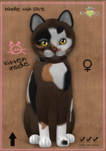 KittyCatS Box - New Born Kitten