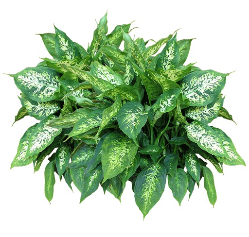 Dieffenbachia (Dumb Cane)