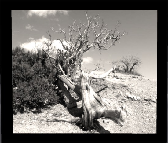 Driftwood Frame