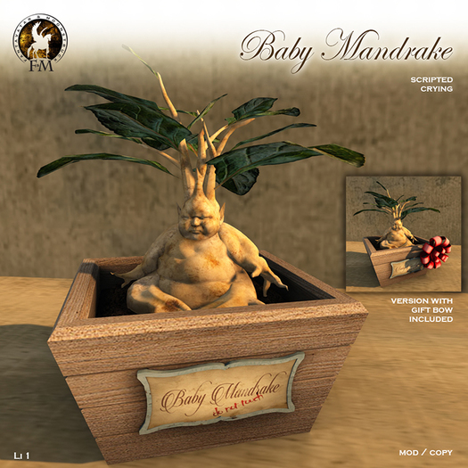 F&M * Baby Mandrake * DO NOT TOUCH! 