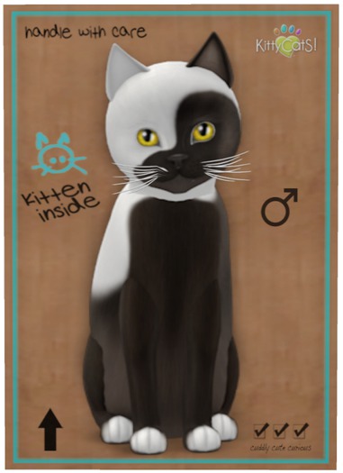 KittyCatS Box - Chateau Cat - Cocoa & White No. 1