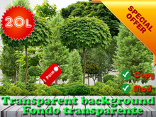 Forrest wall