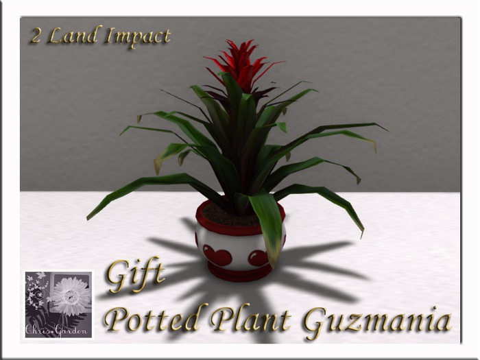 C*Potted  Plants Gift