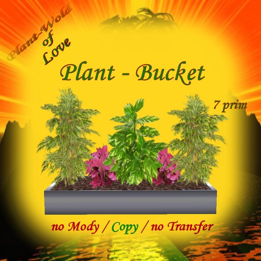 Plant- Bucket   5 plant