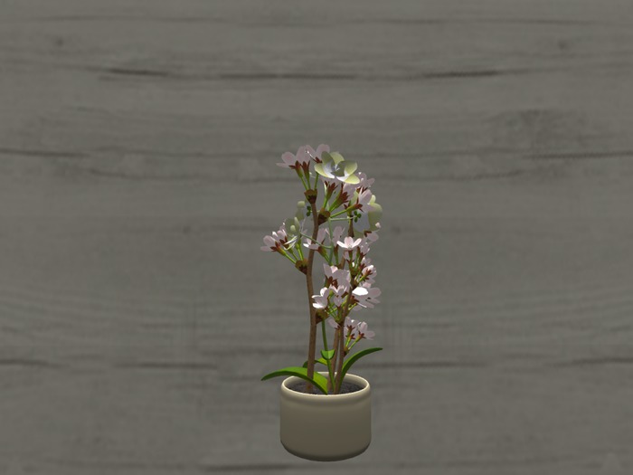 Orchids and Blossoms
