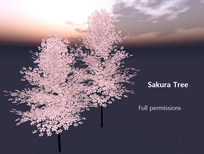 Sakura tree No.4 /  Full permissions Box