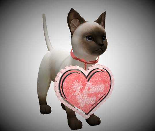 Valentine kitty