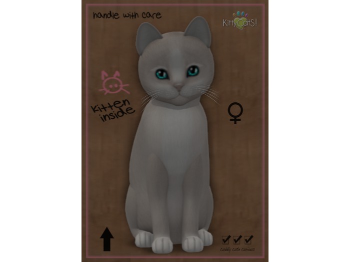 KittyCatS Box - New Born Kitten
