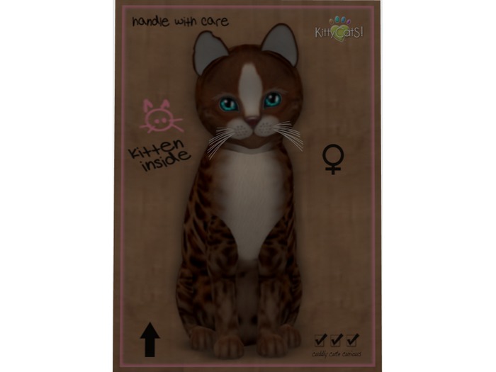 KittyCatS Box - New Born Kitten