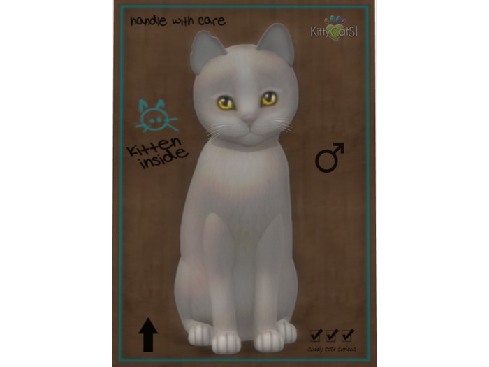 KittyCatS Box - New Born Kitten