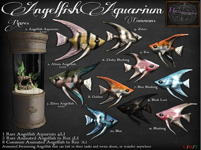 10. *HEXtraordinary* Blue Angelfish