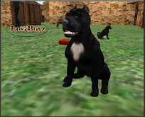 BB BioBreeds Rare 2X Grand PitBull puppy unbirthed Ready for Your Home